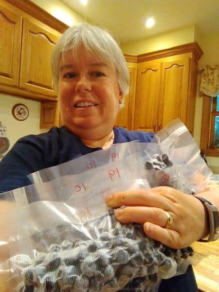homestead update - freezing blueberries