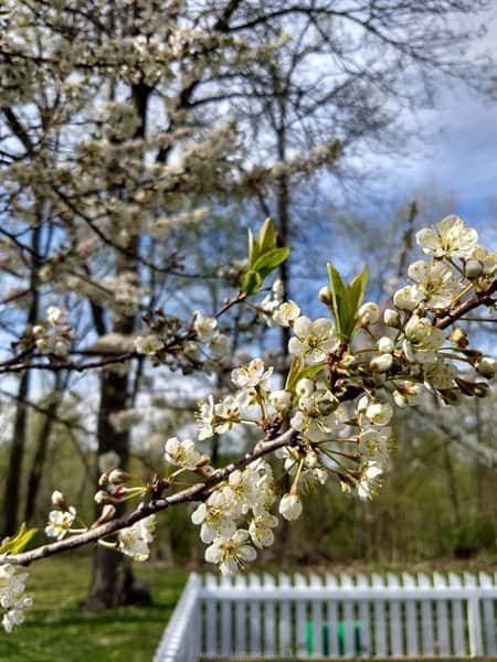 plum blossoms