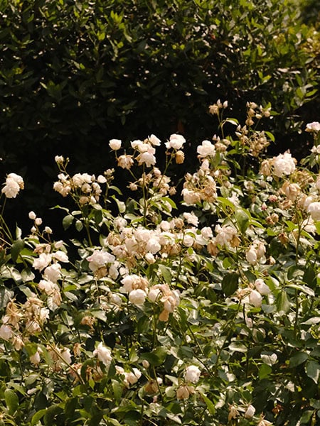 THE BIG BLOOM - Image 5