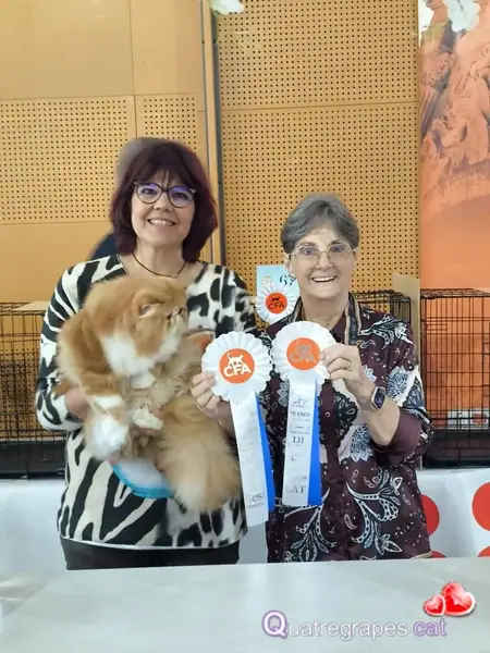 Premios Aslan en Ring en Orange Francia