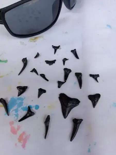 Free Things to do in Myrtle Beach Find Sharks Teeth