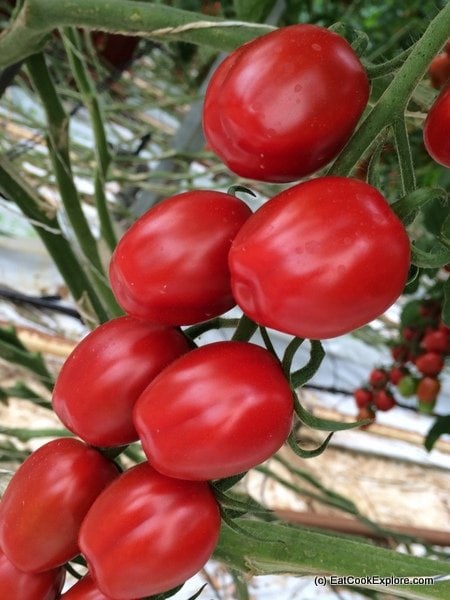 Isle of Wight Tomatoes