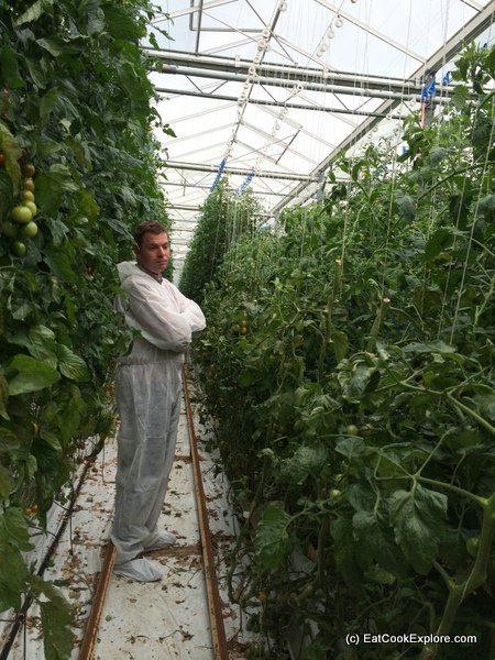 Isle of Wight tomatoes Greenhouses