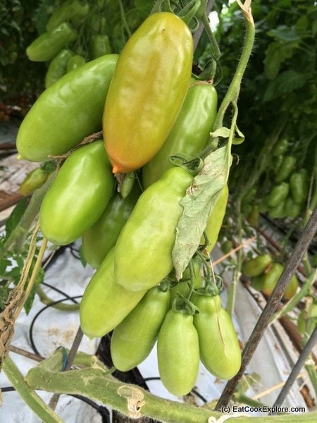 Isle of Wight tomatoes
