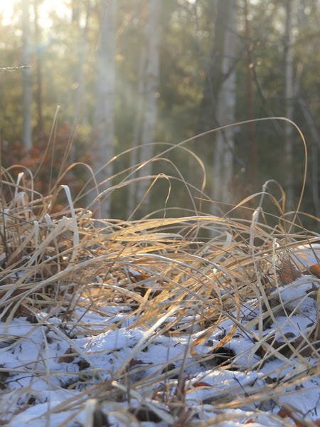 Schnee in fahlem Gras.