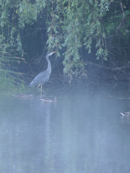 Reiher in einem Waldsee.