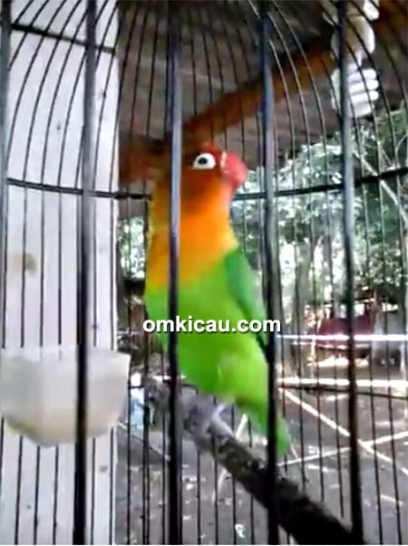 Lovebird Fretty