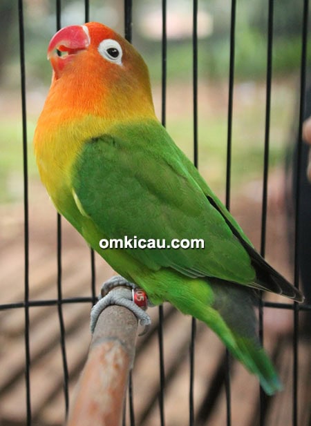 Lovebird Madona