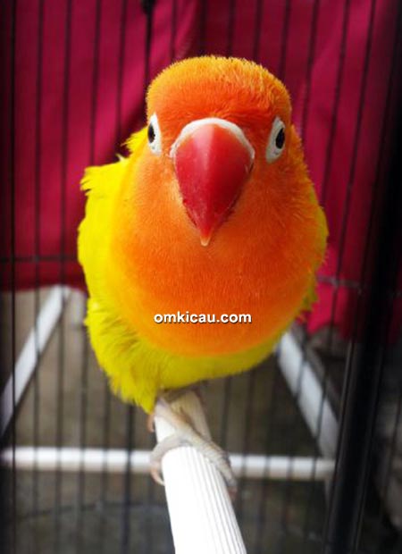Lovebird Conello