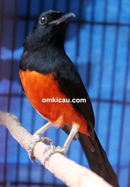 Murai batu Black Paser