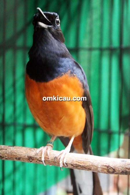 Murai batu Pacul
