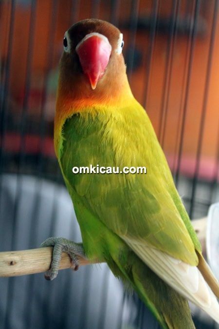Lovebird Supernova