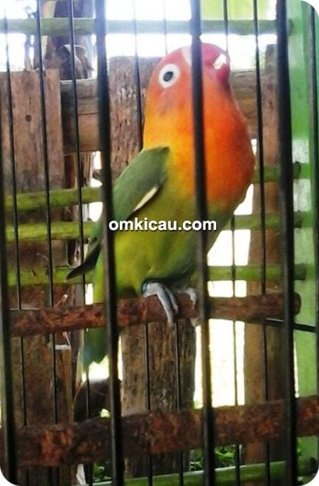lovebird The Sigit lovebird The Sigit