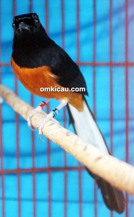 Murai batu Monaco Murai batu Monaco