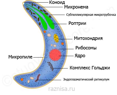 Разница между Голозойным и Сапрозойным питанием 3 Взрослый Трофозоит Моноцисты