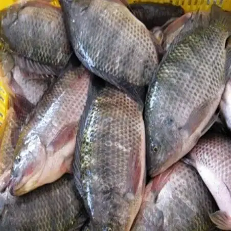 Carpe d'eau douce 1kg