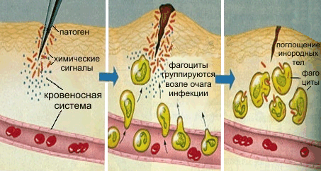 Фагоцитоз
