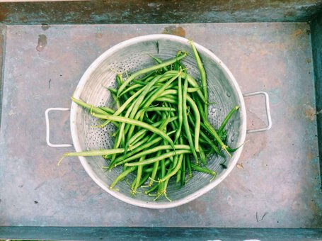 growing Dwarf Beans indoors growing Dwarf Beans indoors