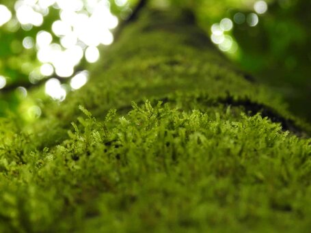 what is peat moss what is peat moss