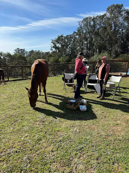 Horse grazing in a sunny pasture while program participants chat nearby, capturing community connection and the wonder of horses at Pregnant Mare Rescue.
