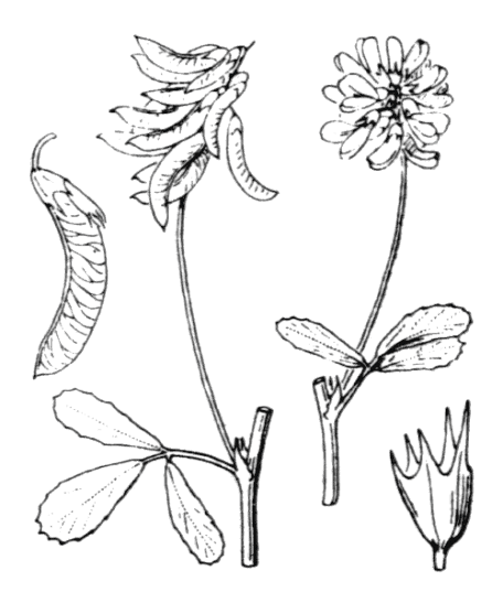 Flore de Coste - Trigonella esculenta Trigonella esculenta, Projet de numérisation de la flore de L'Abbé Coste par le réseau Tela botanica - 2011