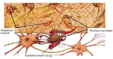 Разница между Мышечной тканью и Нервной тканью 2 Нервная ткань