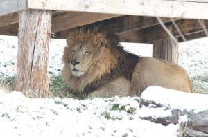 lion snow