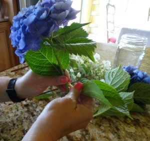 cleaning hydrangeas