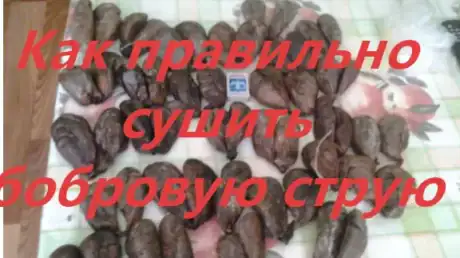 Как сушить бобровую струю