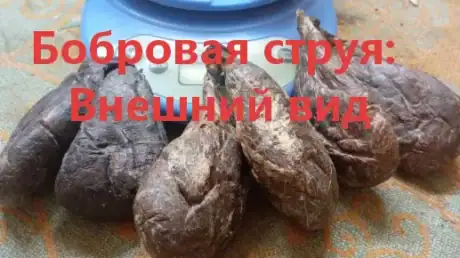 Как выглядит бобровая струя