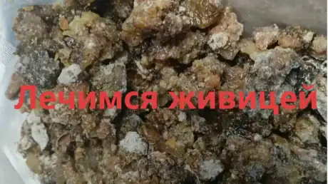 Лечимся живицей