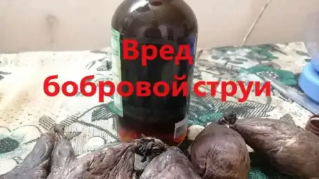 Вред бобровой струи