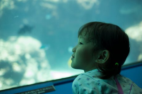 aquarium
