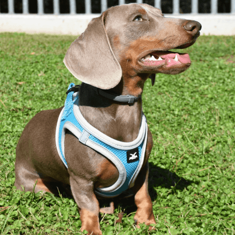 Arn&eacute;s X-TRM Neo para Perros Azul y Gris para perro, detalle