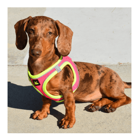 Arnés X-TRM Neo para Perros Rosa y Amarillo para perro, detalle