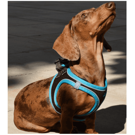 Arnés X-TRM Neo para Perros Marrón y Azul para perro, detalle