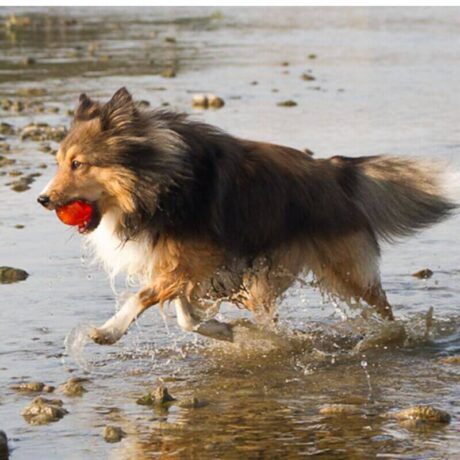 Bionic Pelota rellenable Juguete Resistente para perro, detalle