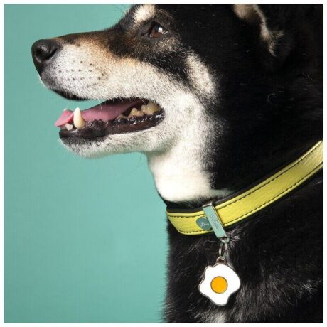 Placa de Identificaci&oacute;n Huevo Frito para perro, detalle
