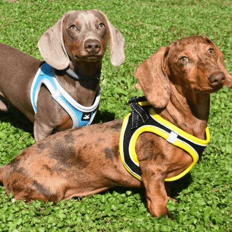Arn&eacute;s X-TRM Neo para Perros Negro y Amarillo para perro, detalle