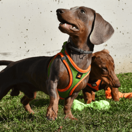 Arnés X-TRM Neo para Perros Verde y Naranja para perro, detalle