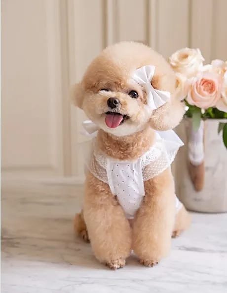 Seoulpaw pet wearing Malibu-style dotted white outfit with cute, stylish fashion design for small pets
