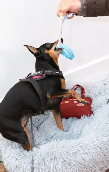 Perro jugando y mordiendo un mordedor dental de anillo azul Only Fresh