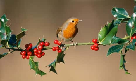 What Bird Eats Holly Berries
