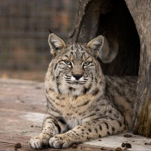 Dillian Bobcat