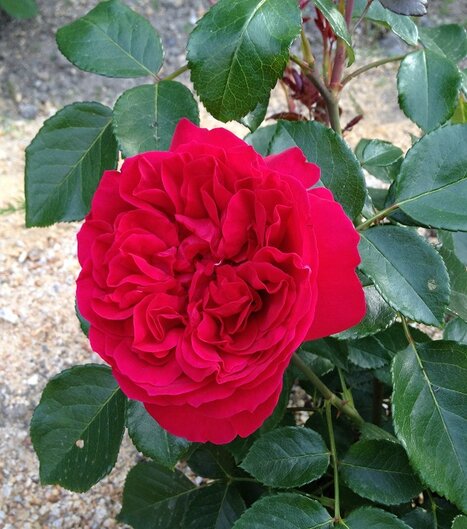 ルージュピエールドゥロンサール開花4
