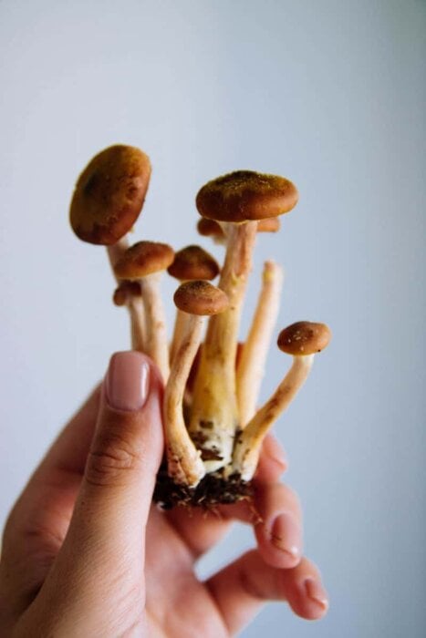 how hard is it to grow mushrooms how hard is it to grow mushrooms