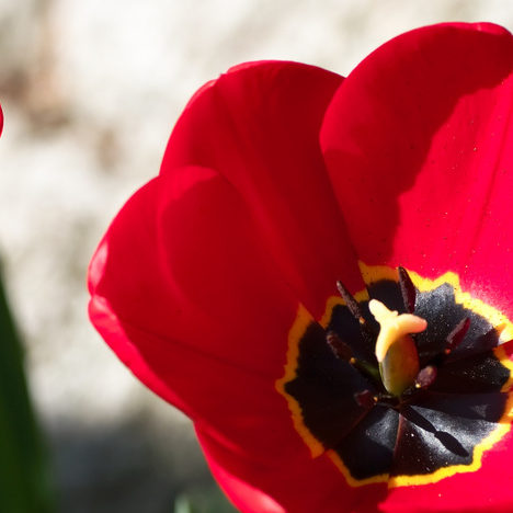 A closeup of red flowers