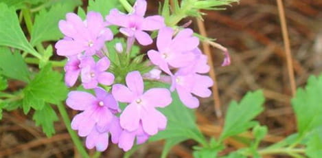 Native Blog
