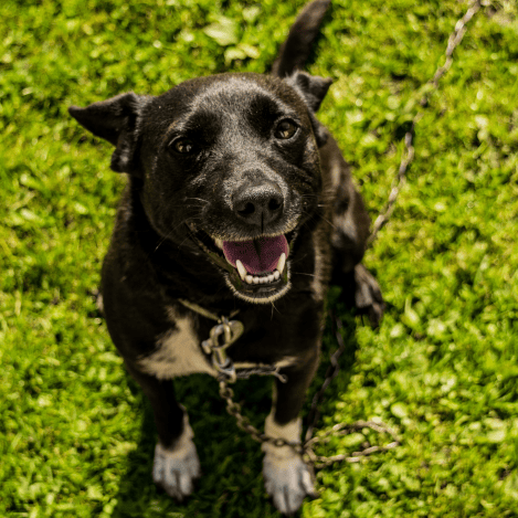 Travail de la marche en laisse avec un éducateur canin à Rioz dans le Doubs (25)