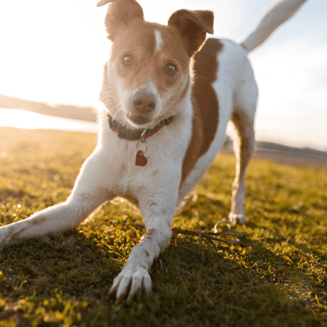 Séance d'éducation canine personnalisée avec Le Langage du Chien près de Rioz 25